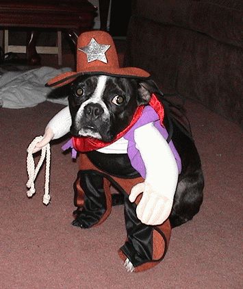 Law Dog