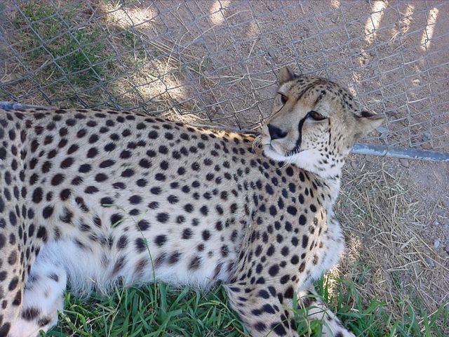 Cheetah! Just Chilling.