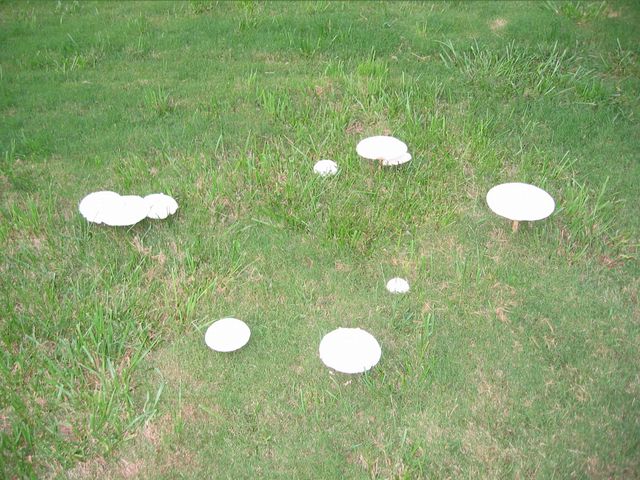 Macro Photography - Mushrooms, photo 1