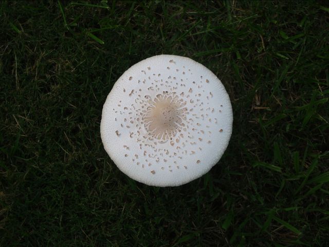 Macro Photography - Mushrooms, photo 10