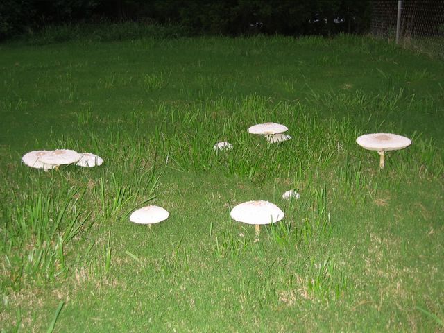 Macro Photography - Mushrooms, photo 2