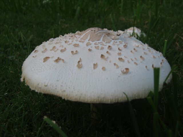 Macro Photography - Mushrooms, photo 3