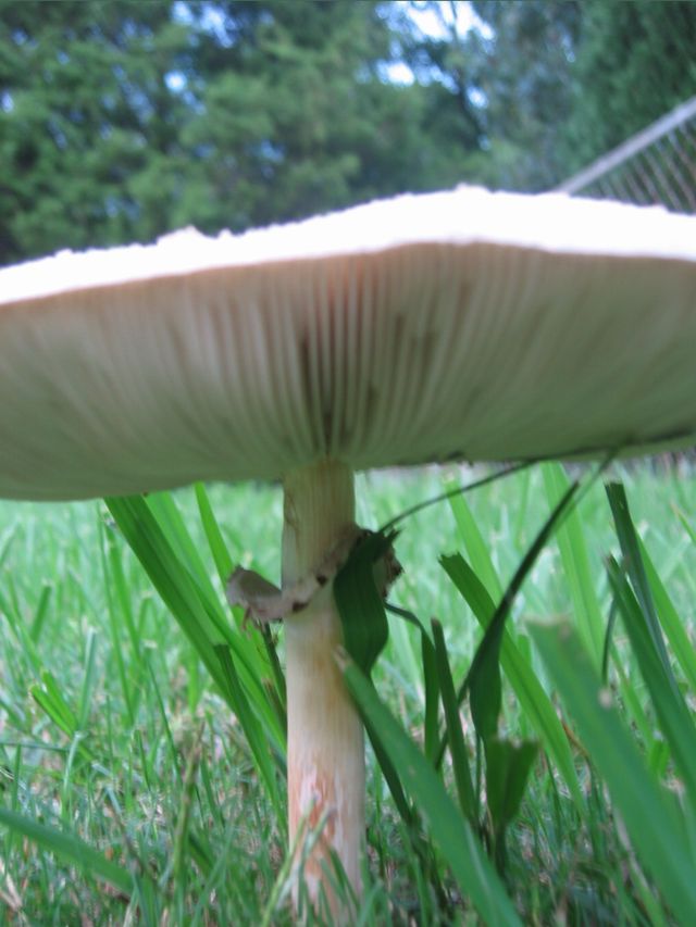 Macro Photography - Mushrooms, photo 4