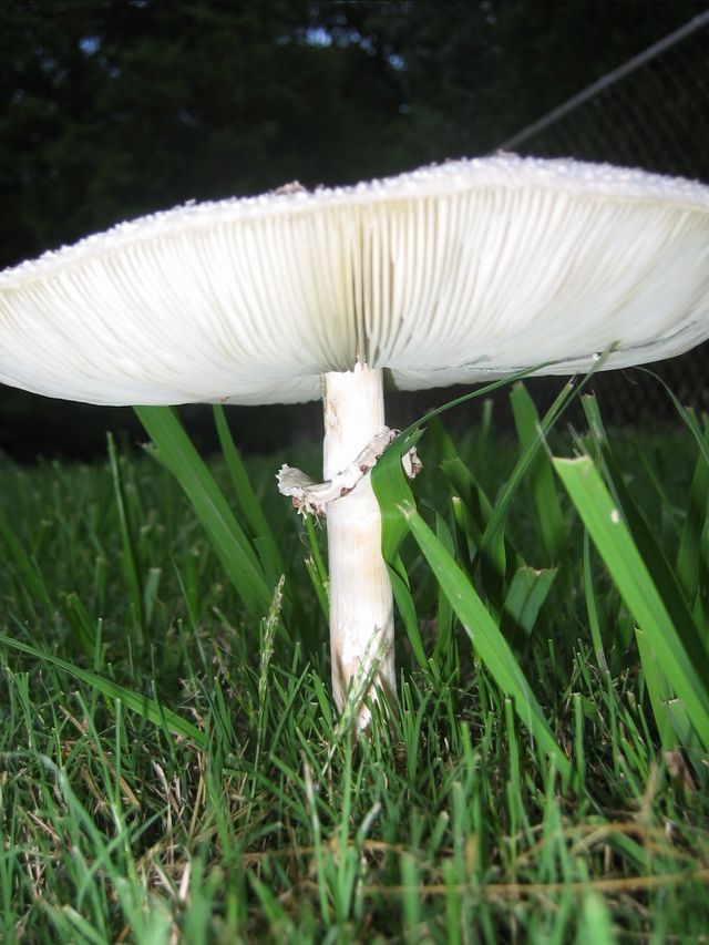 Macro Photography - Mushrooms, photo 5