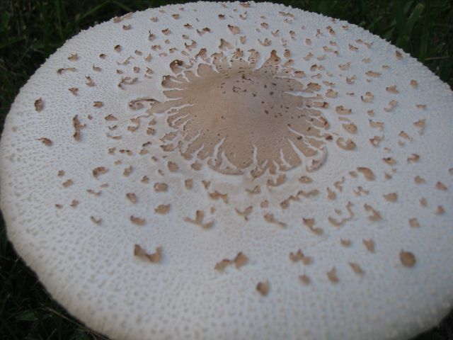 Macro Photography - Mushrooms, photo 8