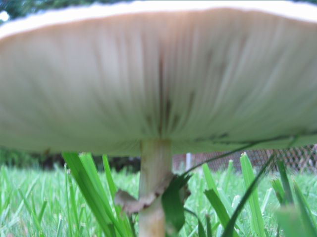 Macro Photography - Mushrooms, photo 6