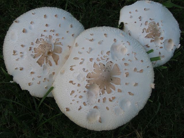 Macro Photography - Mushrooms, photo 9