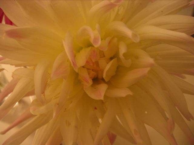 Macro Photography - Flowers, photo 50