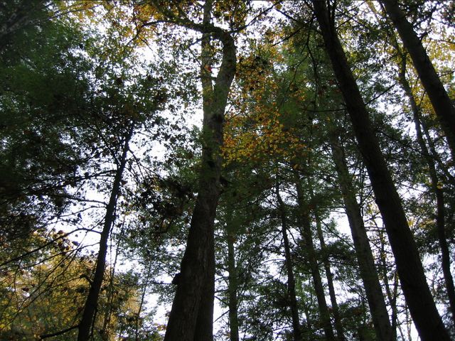 Camping at Turkey Pen Gap, photo 57