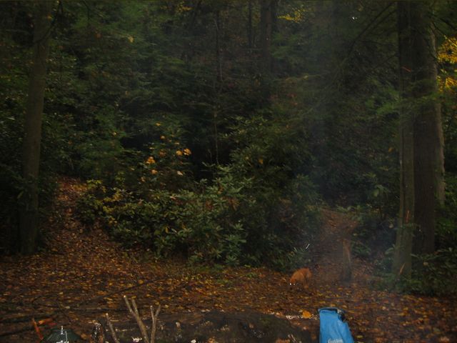 Camping at Turkey Pen Gap, photo 62