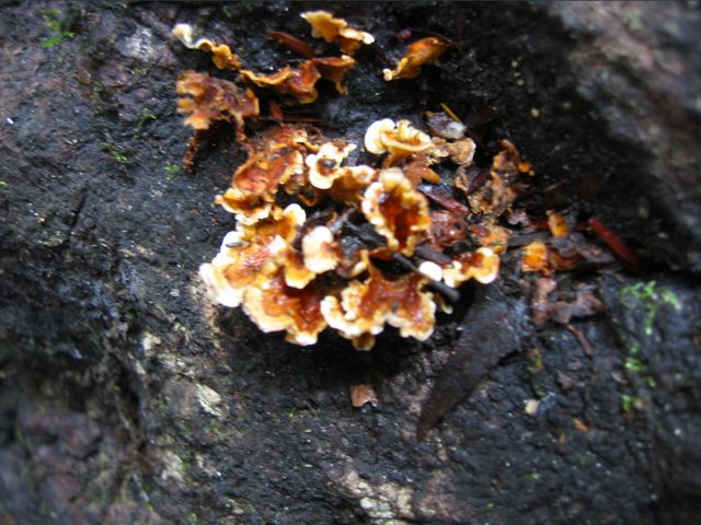 Camping at Turkey Pen Gap, photo 91