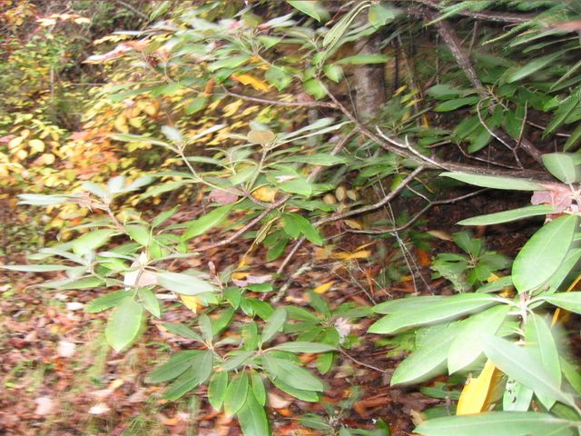 Camping at Turkey Pen Gap, photo 109