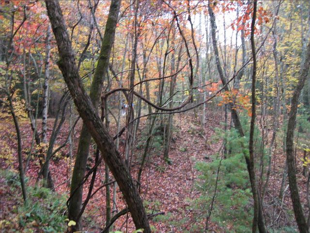 Camping at Turkey Pen Gap, photo 117
