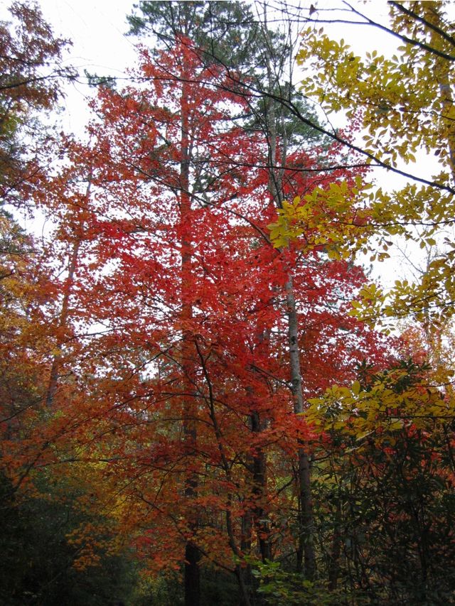 Camping at Turkey Pen Gap, photo 119