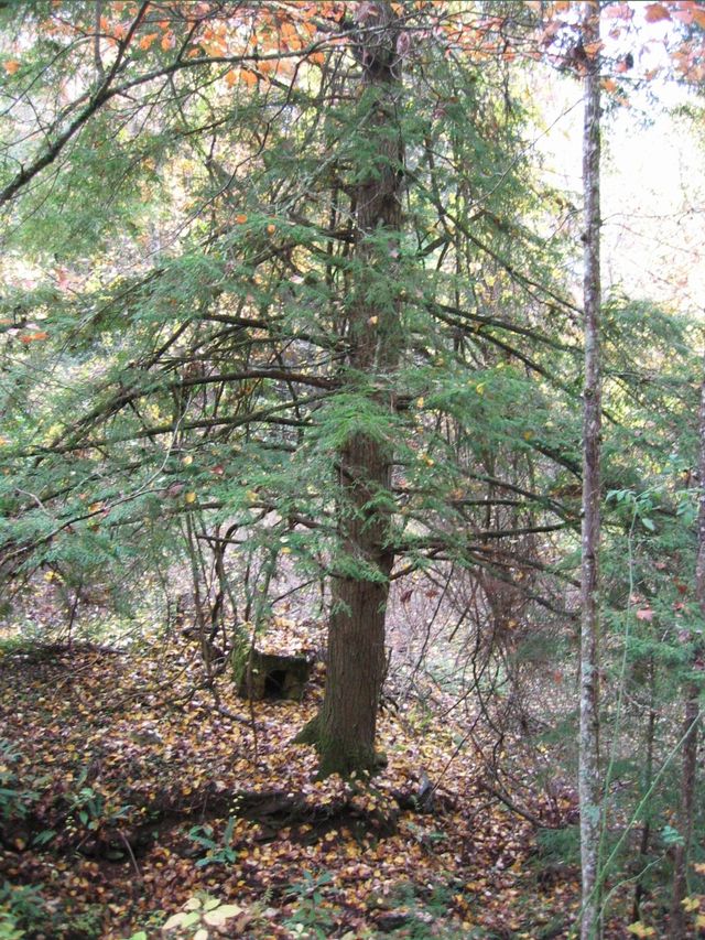 Camping at Turkey Pen Gap, photo 122