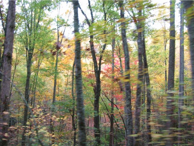 Camping at Turkey Pen Gap, photo 126