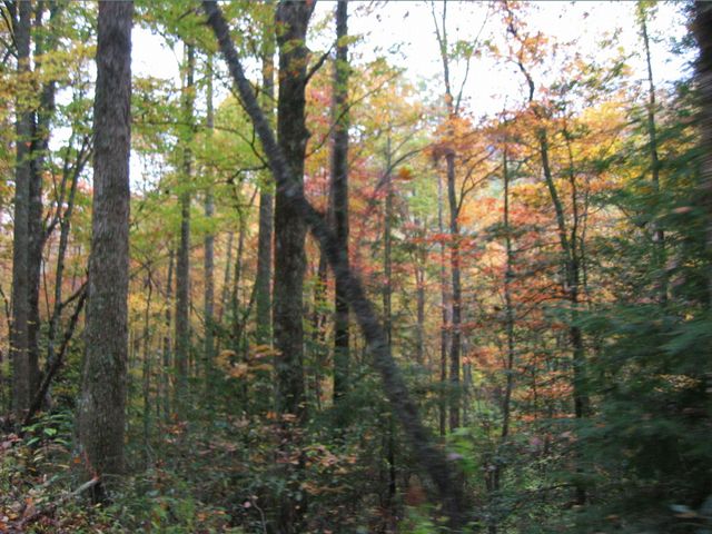 Camping at Turkey Pen Gap, photo 129