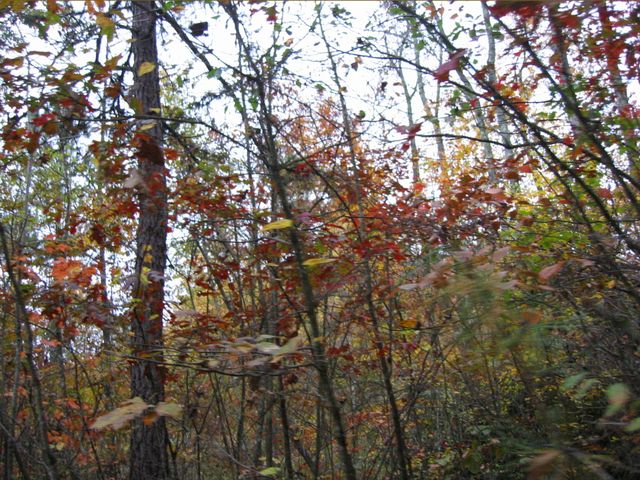 Camping at Turkey Pen Gap, photo 135