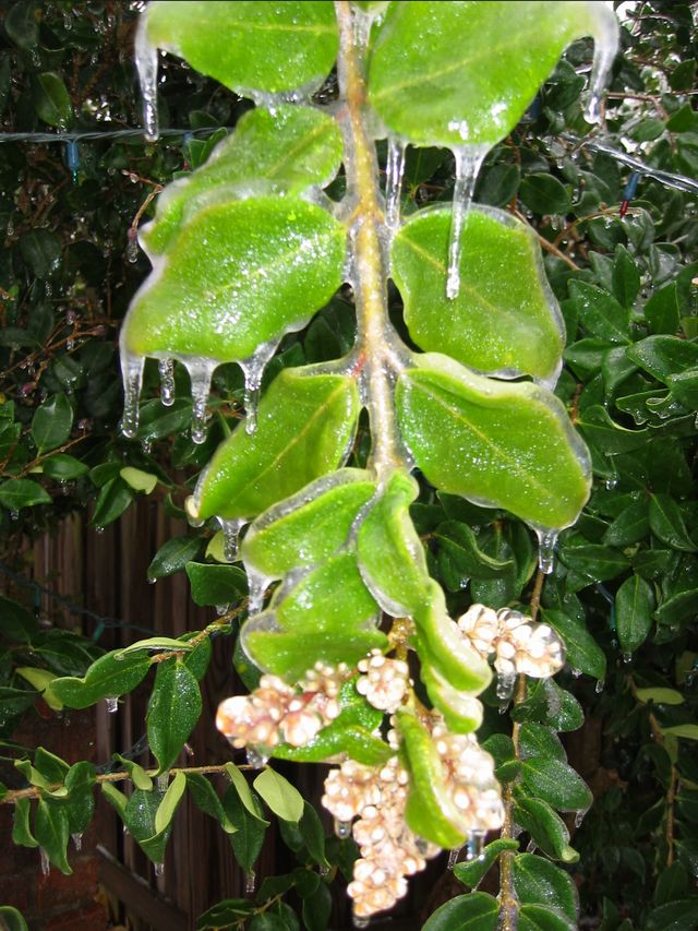 Winter Storm 2002, photo 29