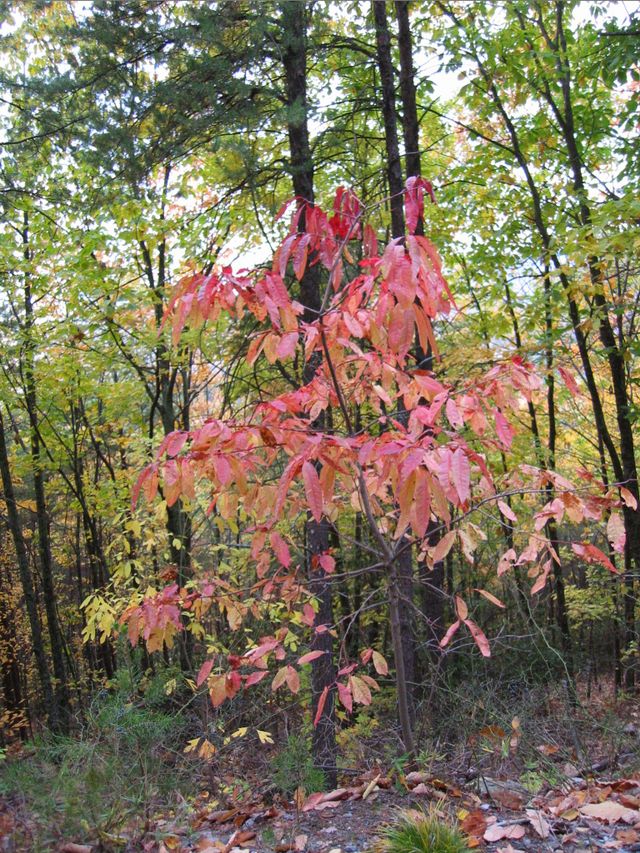 Day Hike at Crowder's Mountain, photo 20