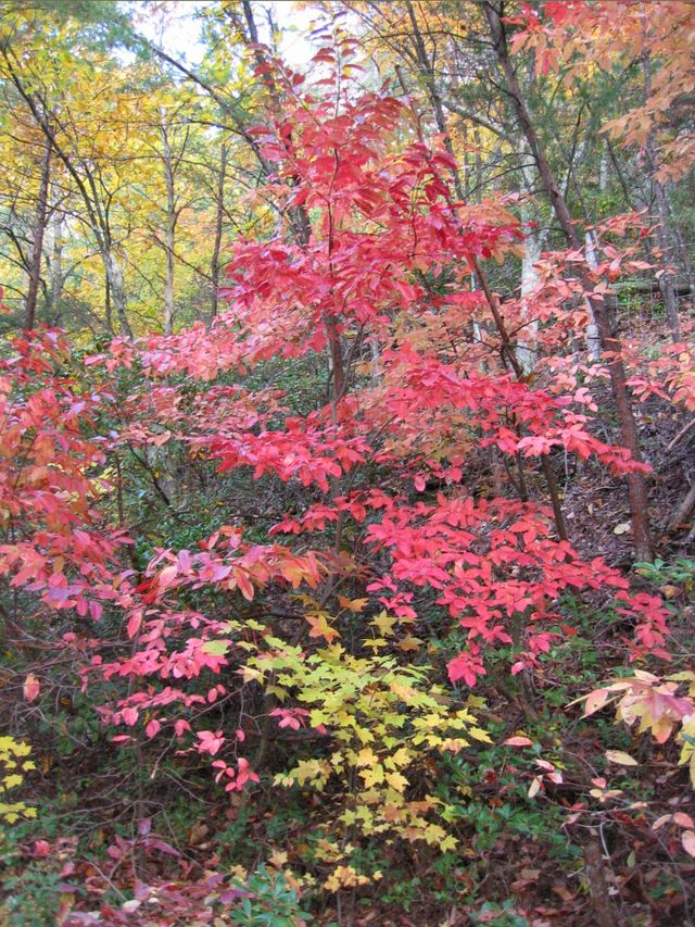 Day Hike at Crowder's Mountain, photo 61