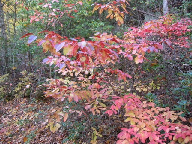 Day Hike at Crowder's Mountain, photo 62