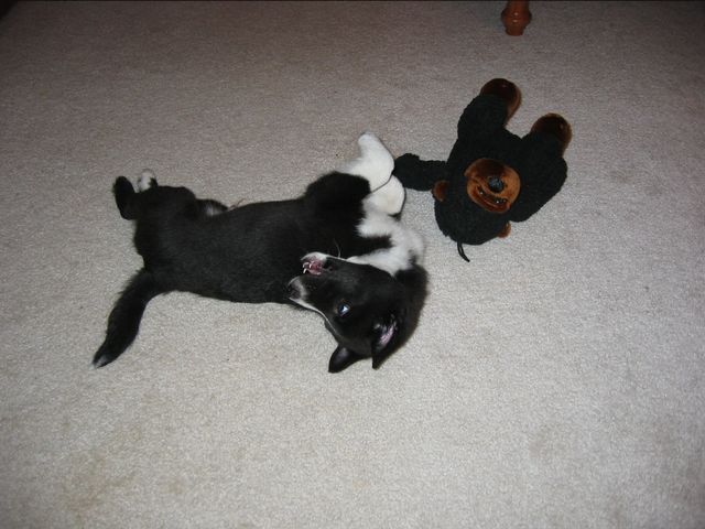 Oliver - 03/11/2003, photo 16