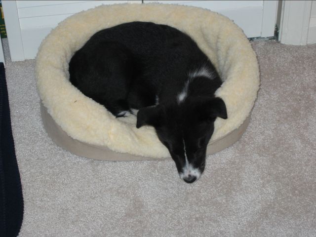 Oliver - 03/15/2003, photo 2