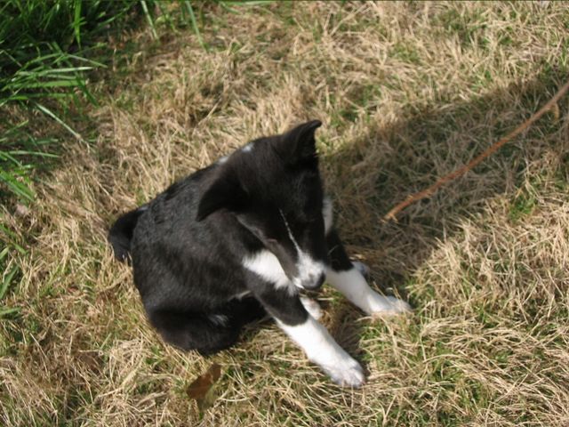 Oliver - 04/05/2003, photo 4
