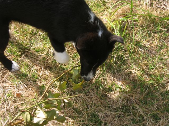 Oliver - 04/05/2003, photo 10