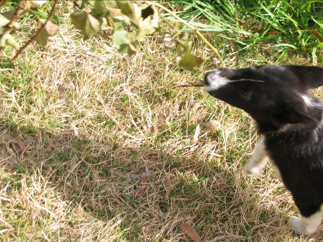 Oliver - 04/05/2003, photo 11