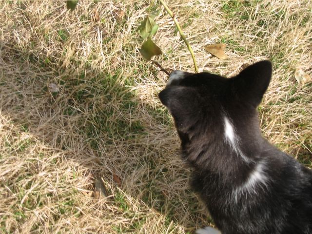 Oliver - 04/05/2003, photo 12