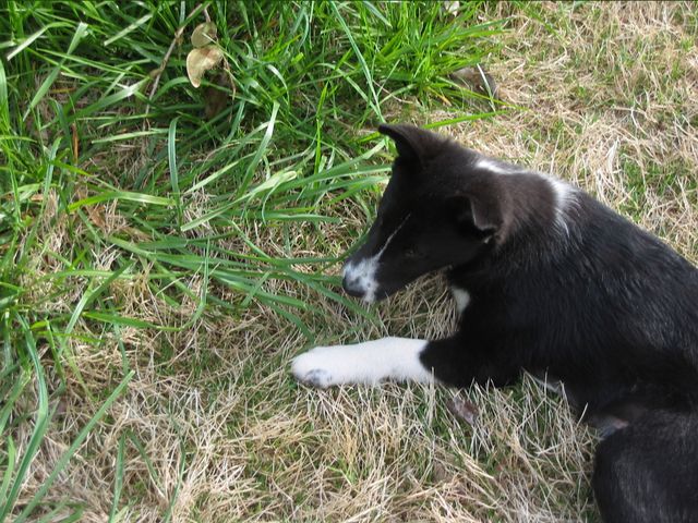 Oliver - 04/05/2003, photo 15