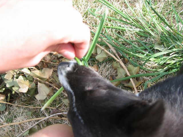 Oliver - 04/05/2003, photo 19
