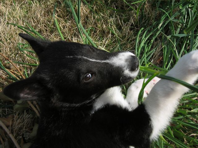 Oliver - 04/05/2003, photo 20