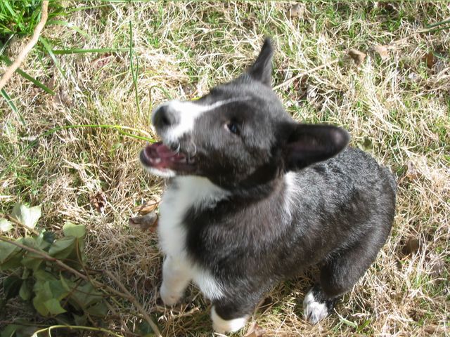 Oliver - 04/05/2003, photo 21