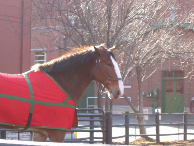 St. Louis - The Anheuser Busch Brewery, photo 17