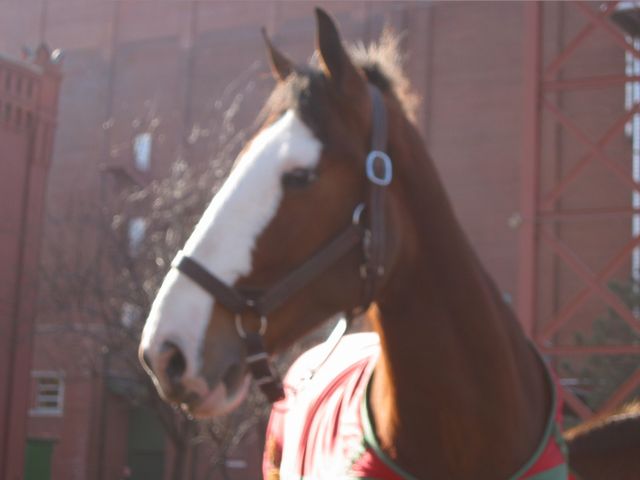 St. Louis - The Anheuser Busch Brewery, photo 18