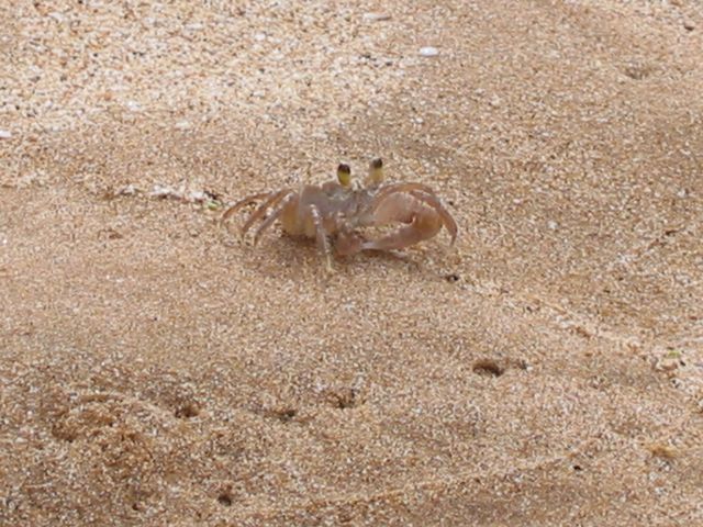 Hawaii 2003 - Maui SCUBA Trip / Beach Time, photo 14