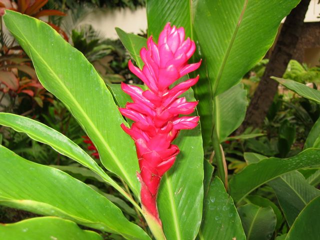 Hawaii 2003 - Maui Prince Hotel, photo 76
