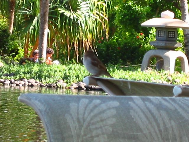 Hawaii 2003 - Maui Prince Hotel, photo 96