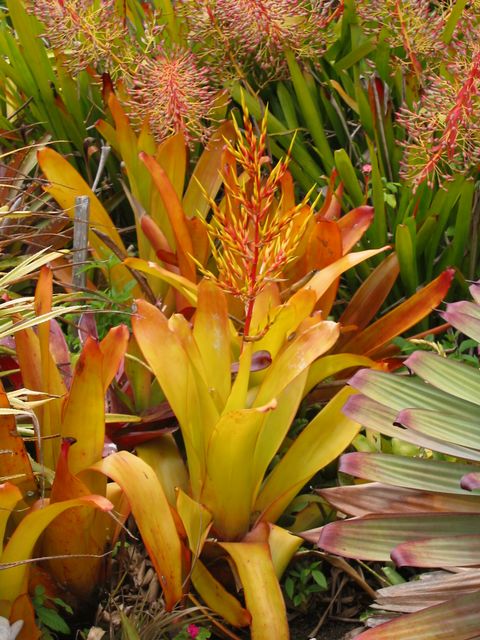 Hawaii 2003 - Maui Enchanting Floral Gardens, photo 50