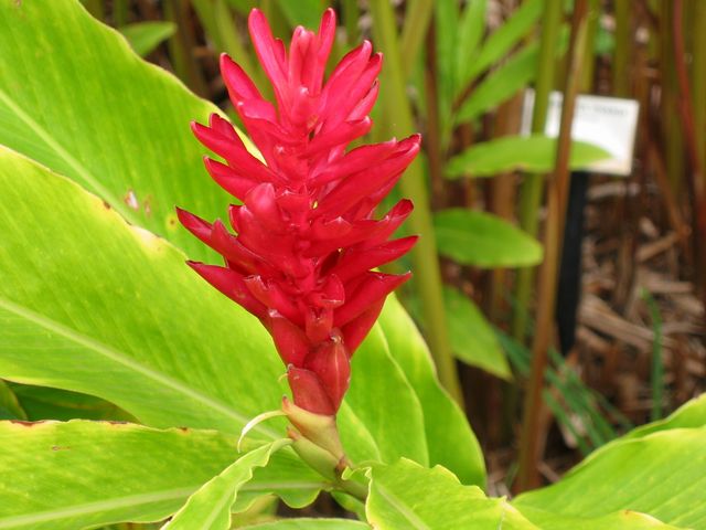 Hawaii 2003 - Maui Enchanting Floral Gardens, photo 63