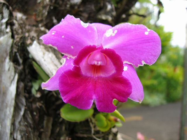 Hawaii 2003 - Maui Enchanting Floral Gardens, photo 70