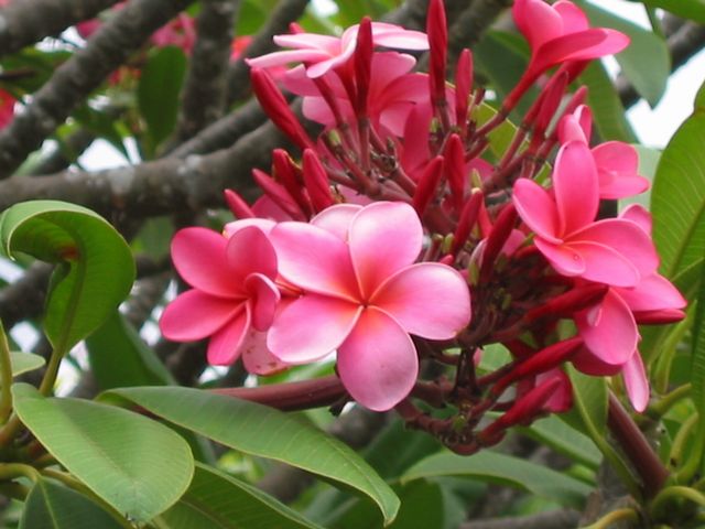 Hawaii 2003 - Maui Enchanting Floral Gardens, photo 92