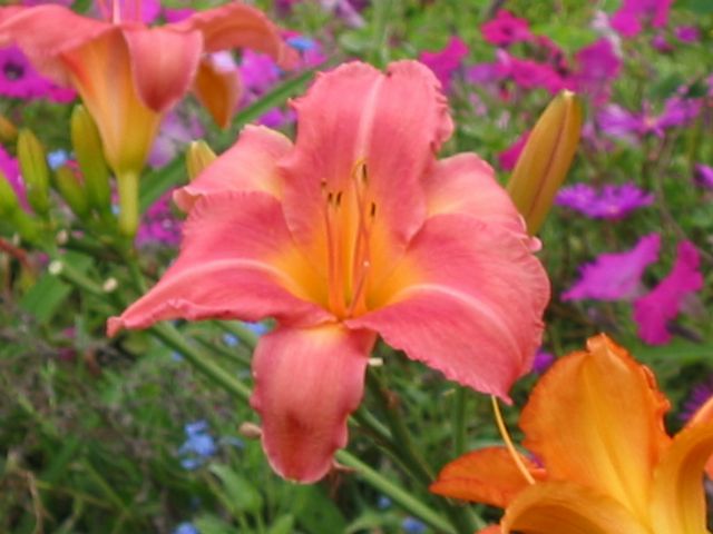 Hawaii 2003 - Maui Enchanting Floral Gardens, photo 95