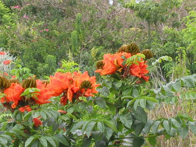 Hawaii 2003 - Maui Enchanting Floral Gardens, photo 112