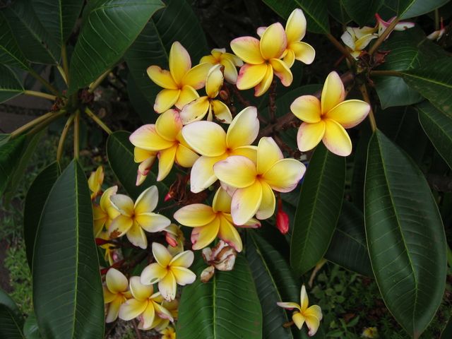 Hawaii 2003 - Maui Enchanting Floral Gardens, photo 121