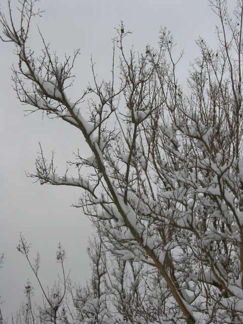 Winter Storm 2004, photo 9