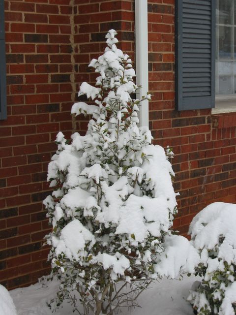Winter Storm 2004, photo 11